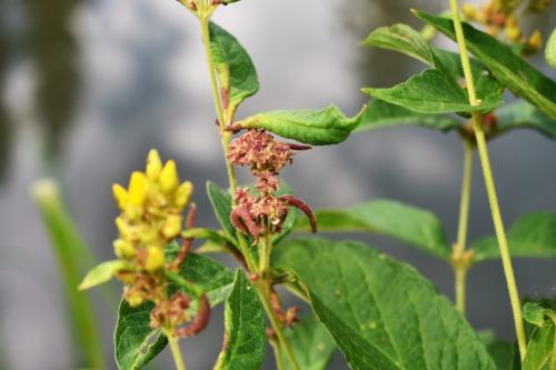 Aceria laticincta